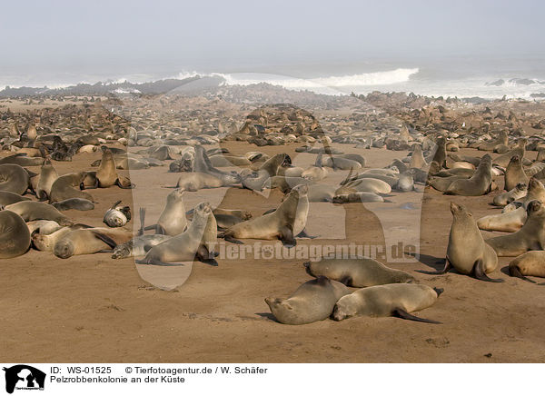 Pelzrobbenkolonie an der Kste / seals / WS-01525