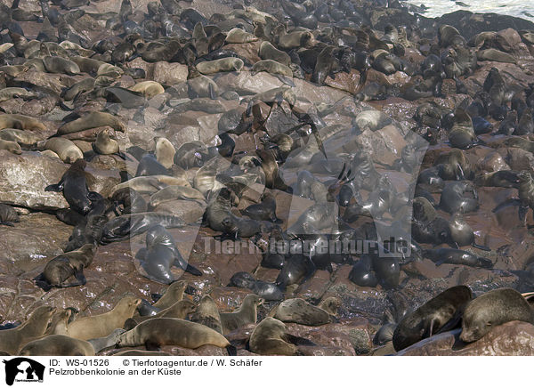 Pelzrobbenkolonie an der Kste / seals / WS-01526