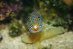 Papua-Spitzkopfkugelfisch