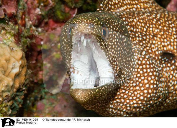 Perlen-Murne / whitemouth moray eel / PEM-01065