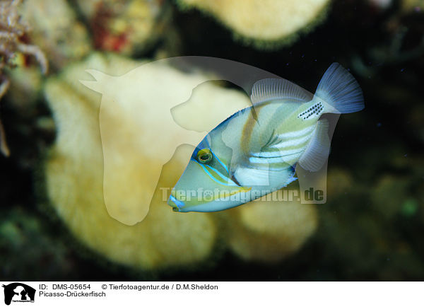 Picasso-Drckerfisch / trigger fish / DMS-05654
