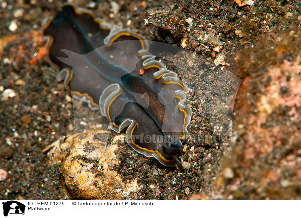 Plattwurm / marine flatworm / PEM-01279