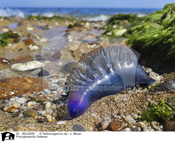 Portugiesische Galeere / Atlantic Portuguese man-of-war / JM-22850