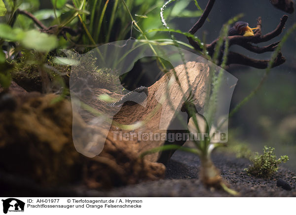 Prachtflossensauger und Orange Felsenschnecke / Sewellia lineolata and Tylomelania Rocksnail Orange / AH-01977