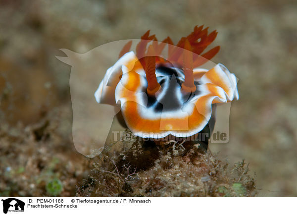 Prachtstern-Schnecke / sea snail / PEM-01186