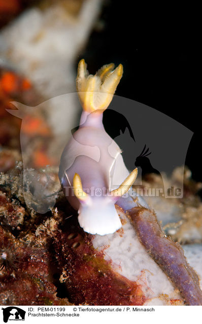Prachtstern-Schnecke / sea snail / PEM-01199
