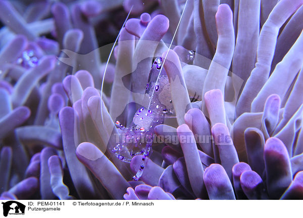 Putzergarnele / sarasvati anemone shrimp / PEM-01141