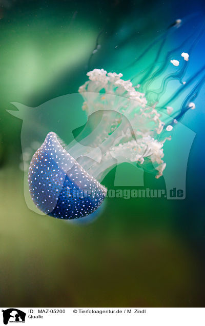 Qualle / jellyfish / MAZ-05200