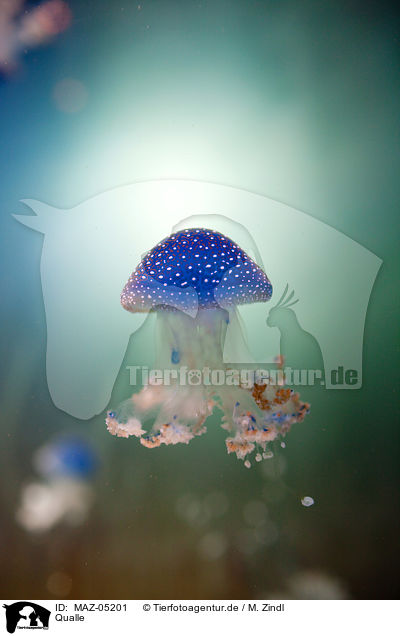 Qualle / jellyfish / MAZ-05201