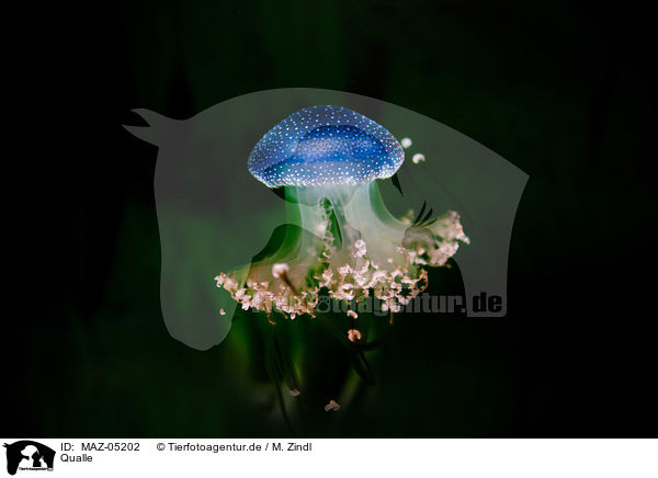 Qualle / jellyfish / MAZ-05202