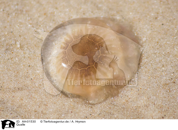 Qualle / Jellyfish / AH-01530