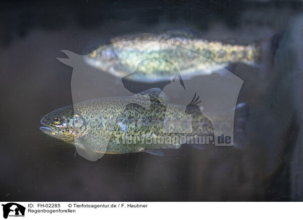 Regenbogenforellen / rainbow trouts / FH-02285