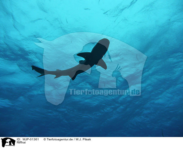 Riffhai / reef shark / WJP-01361