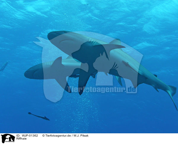 Riffhaie / reef sharks / WJP-01362