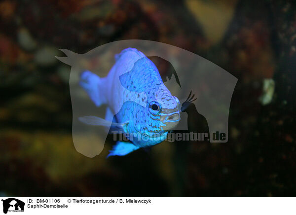 Saphir-Demoiselle / blue fish / BM-01106