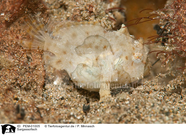 Sargassofisch / Sargasso frogfish / PEM-01005