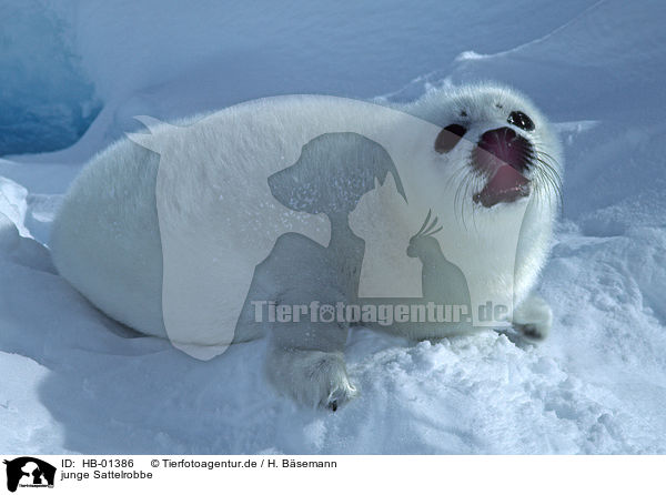 junge Sattelrobbe / young harp seal / HB-01386