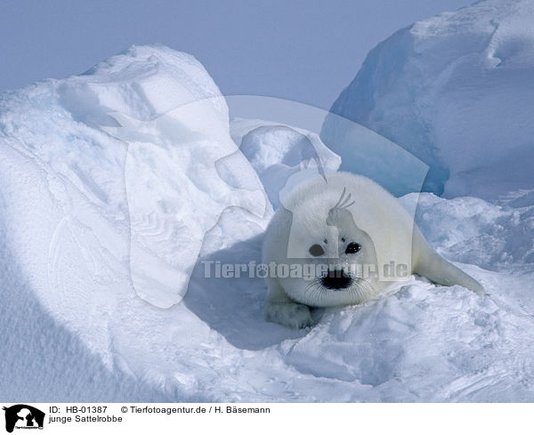 junge Sattelrobbe / young harp seal / HB-01387