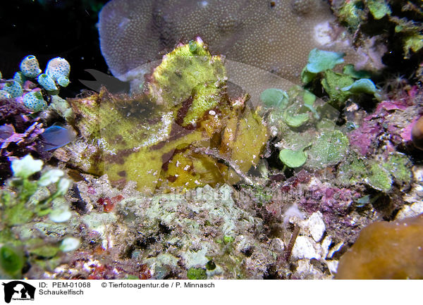 Schaukelfisch / leaf scorpionfish / PEM-01068