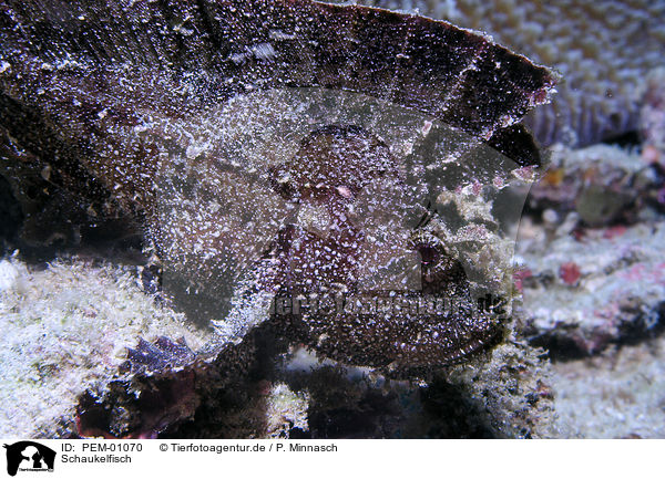 Schaukelfisch / leaf scorpionfish / PEM-01070