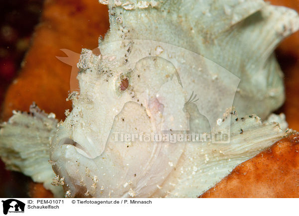 Schaukelfisch / leaf scorpionfish / PEM-01071