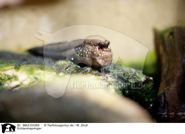 Schlammspringer / Mudskipper / MAZ-04369