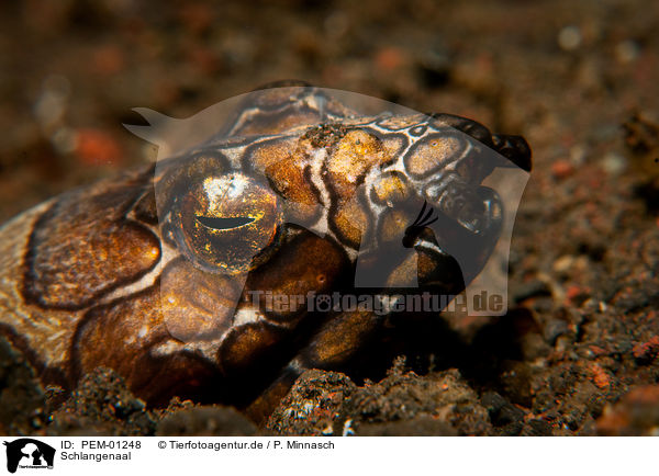 Schlangenaal / Napoleon snake eel / PEM-01248