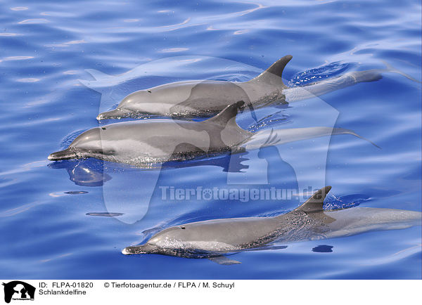 Schlankdelfine / pantropical spotted dolphins / FLPA-01820