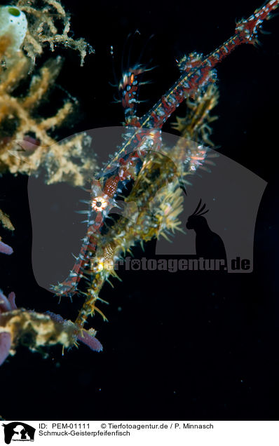 Schmuck-Geisterpfeifenfisch / harlequin ghostpipefish / PEM-01111