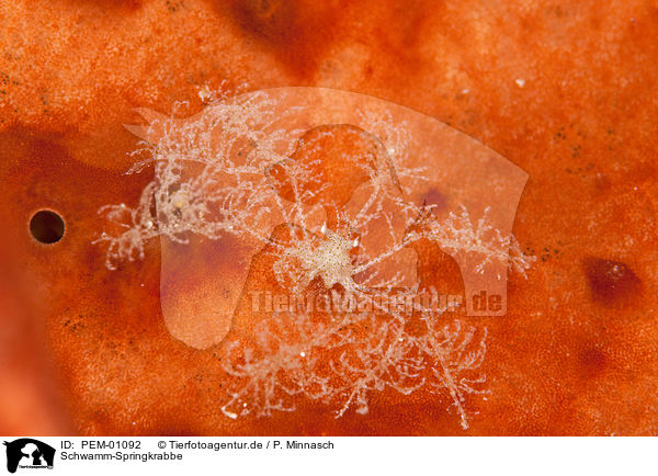 Schwamm-Springkrabbe / hairy squat lobster / PEM-01092