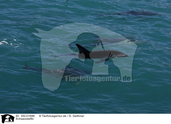 Schwarzdelfin / dusky dolphin / DG-01686