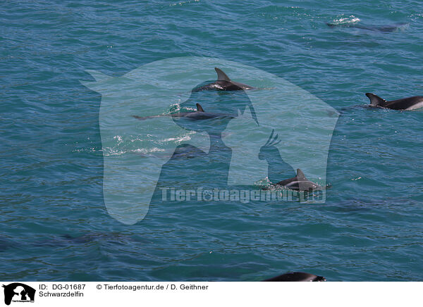 Schwarzdelfin / dusky dolphin / DG-01687