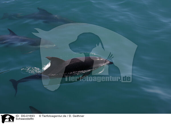 Schwarzdelfin / dusky dolphin / DG-01693