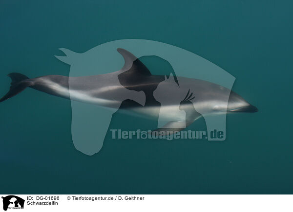 Schwarzdelfin / dusky dolphin / DG-01696