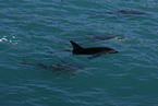 Schwarzdelfin
