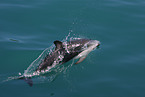 Schwarzdelfin