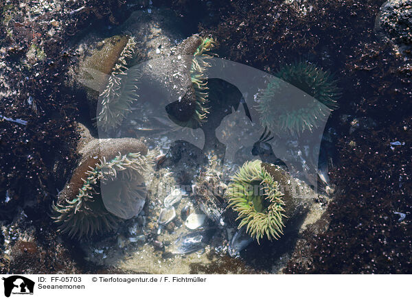 Seeanemonen / sea anemones / FF-05703