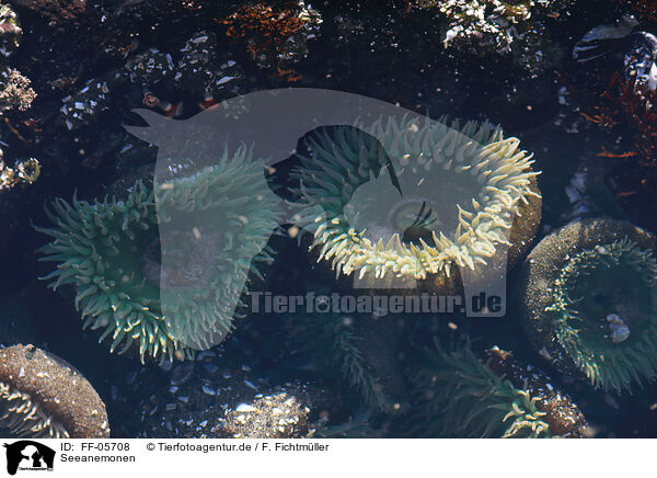 Seeanemonen / sea anemones / FF-05708