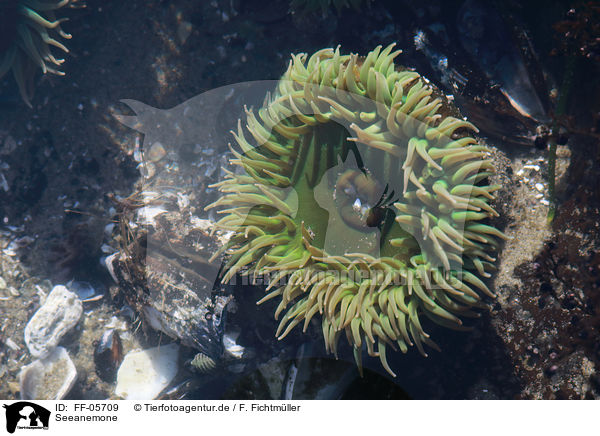 Seeanemone / sea anemone / FF-05709