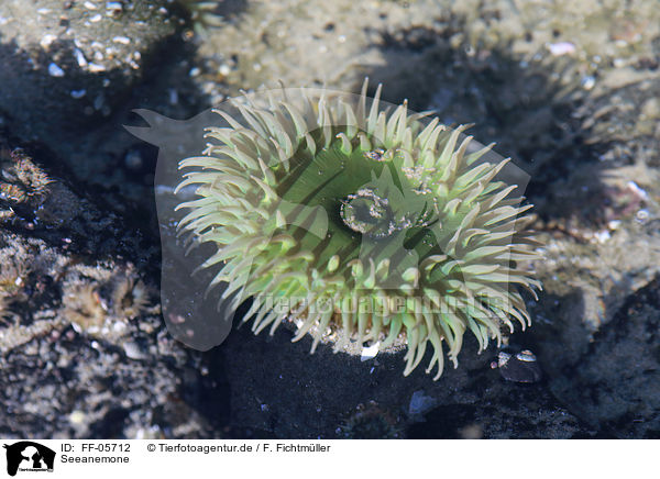 Seeanemone / sea anemone / FF-05712