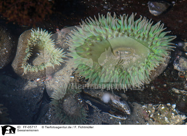 Seeanemonen / FF-05717