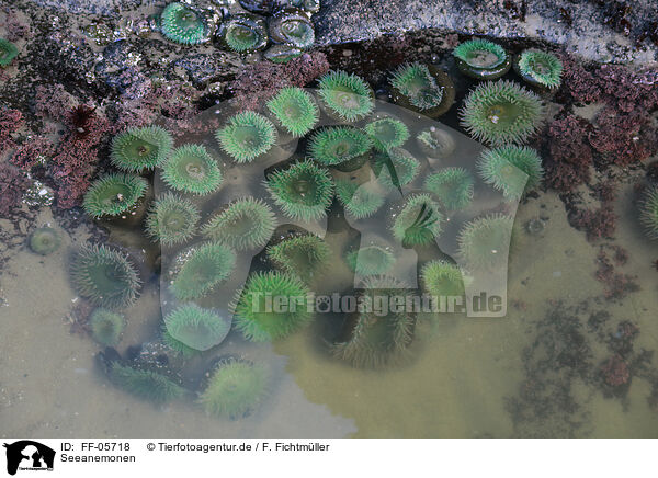Seeanemonen / sea anemones / FF-05718
