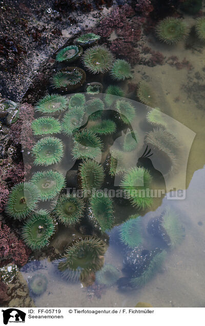 Seeanemonen / sea anemones / FF-05719