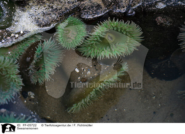 Seeanemonen / sea anemones / FF-05722