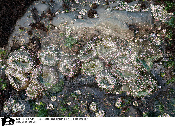 Seeanemonen / sea anemones / FF-05724