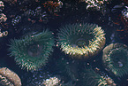 Seeanemonen