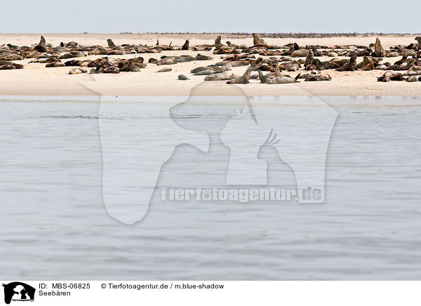 Seebren / sea bear / MBS-06825