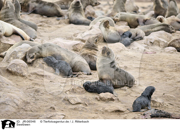 Seelwen / sea lions / JR-06546