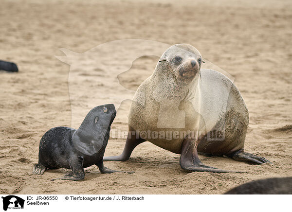 Seelwen / sea lions / JR-06550