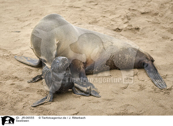 Seelwen / sea lions / JR-06555